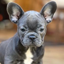 Bella - Brindle female French Bulldog puppy in Hardy, Arkansas from Caring Hearts Kennel