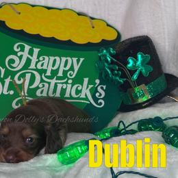 Dublin - Chocolate and cream male Dachshund puppy in Monitor, Washington from Shannon Dolly’s Dachshunds