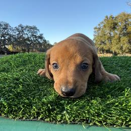 Purple Boy - Sable male Dachshund puppy in Apopka, Florida from The HotDog Stand