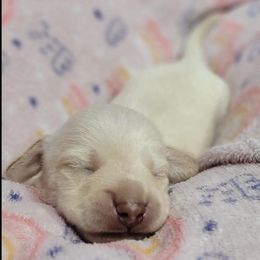 Gringo - Cream male Dachshund puppy in El Cajon, California from Lisa Buxton