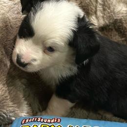 Harry Potter - Black tri male Miniature Australian Shepherd puppy in Grady, Arkansas from KAREN K MCPHERSON