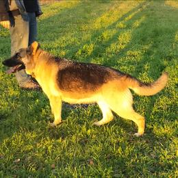 Mimi - German Shepherd
