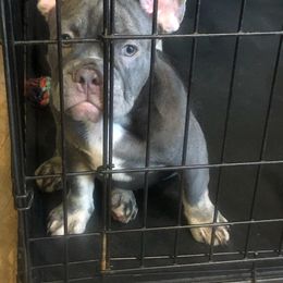 French Bulldog Puppies from Doe Ball Bullies. INC