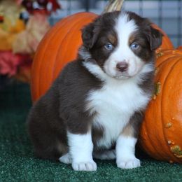 Maple Sugar - Red tri-color female Australian Shepherd puppy in Circleville, Utah from Canyon Creek Aussies