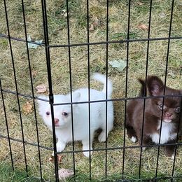 Chihuahua Puppies from Elegant Exotic Chihuahua's