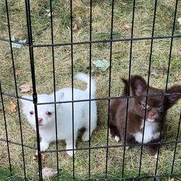 Chihuahua Puppies from Elegant Exotic Chihuahua's