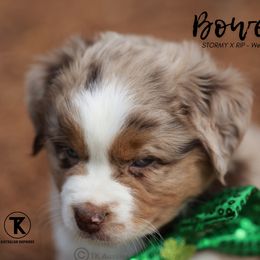 Australian Shepherd, Miniature American Shepherd, Miniature Australian Shepherd, and Toy Australian Shepherd Puppies from TK Standard, Mini, & Toy Aussies