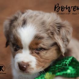 Australian Shepherd, Miniature American Shepherd, Miniature Australian Shepherd, and Toy Australian Shepherd Puppies from TK Standard, Mini, & Toy Aussies