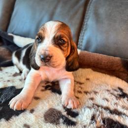 George - Black brown and white male Basset Hound puppy in Maryland from Grind Stone Breeding Kennels