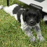 Schapendoes Puppies from Dream Star Schapendoes