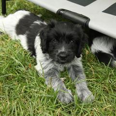 Schapendoes Puppies from Dream Star Schapendoes