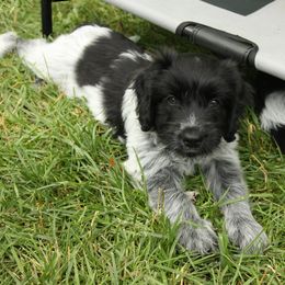 Schapendoes Puppies from Dream Star Schapendoes