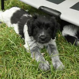 Schapendoes Puppies from Dream Star Schapendoes