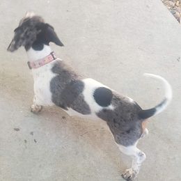 Dachshunds from Double Trouble Dachshunds