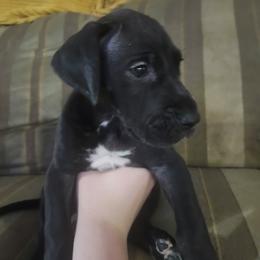 Claire - Black female Great Dane puppy in Pollock, Louisiana from Danes Done Right