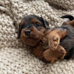 Lainey - Merle female Goldendoodle puppy in Hackleburg, Alabama from The Doodle Patch