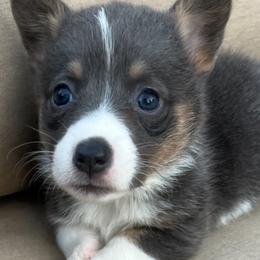 Abbey - Pembroke Welsh Corgi puppy from Gulf Coast Corgis