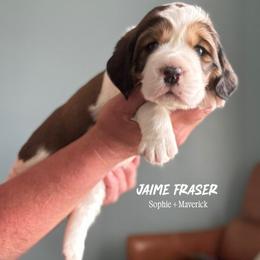Jaime Fraser - Liver white and tan male English Springer Spaniel puppy in Tupalo, Mississippi from Butterfield Trail Farm