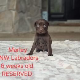Marley - Chocolate male Labrador Retriever puppy in Rogue River, Oregon from PNW Labradors