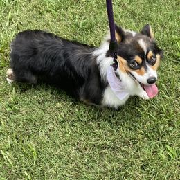 Gertie - Pembroke Welsh Corgi