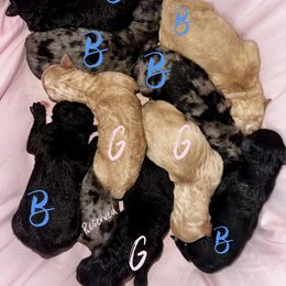 Aussiedoodle and Goldendoodle Puppies from Toledo Creek Doodles