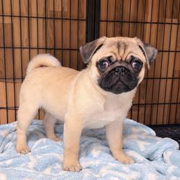 Ruben - Fawn male Pug puppy in Randleman, North Carolina from Peachy Pugs