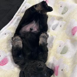 Little bear - Cream male Dachshund puppy in Proctor, Montana from Blue Star Dachshunds