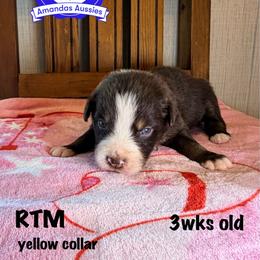 RTM yellow collar - Red tri-color male Australian Shepherd puppy in Greenville, Texas from Amandas Aussies