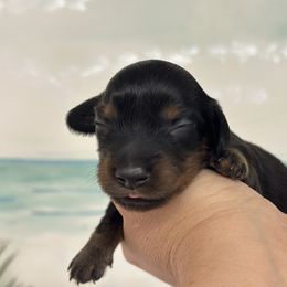 Orion Black tan Long hair - Black and tan male Dachshund puppy in Lakeland, Florida from Elite Doxies Florida
