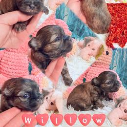 Willow - Sable female Mi-Ki puppy in Toronto, Ohio from Shekinah’s Mi-Kis & Cricket Hill’s Westies