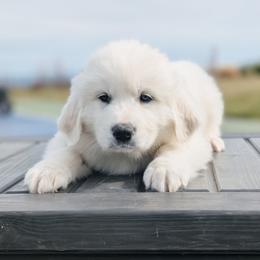 Boy 2 Black - White male Great Pyrenees puppy in Yakima, Washington from Naches Heights Ranch