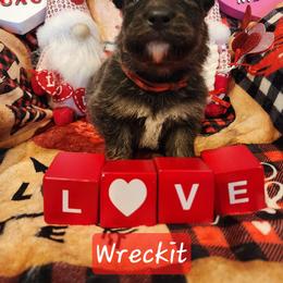 Wreckit - Blue male German Shepherd puppy in Los Lunas, New Mexico from Mali's German Shepherds LLC