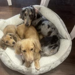 Dachshunds from hHamilton Creek long haired mini dachshunds