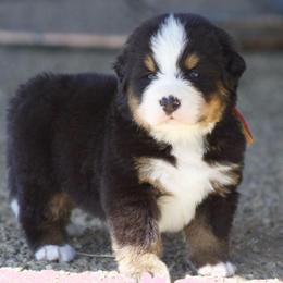 Orange male - Black tan and white male Bernese Mountain Dog puppy in Winigan, Missouri from Home Sweet Bernese
