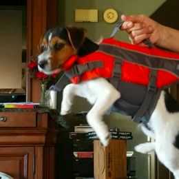 Russell Terrier All Grown Up from Vista Real Russells