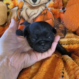 Black opal green - Black female Pug puppy in Maxwell, New Mexico from khshibas-khpugs