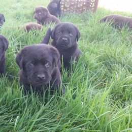 Labrador Retriever Puppies from SciFi Labradors