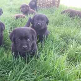 Labrador Retriever Puppies from SciFi Labradors