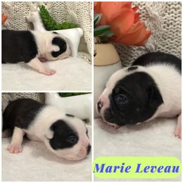 Boston Terrier Puppies from Bonze Boston Terriers