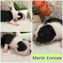 Boston Terrier Puppies from Bonze Boston Terriers