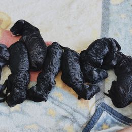 Poodle Puppies from The Standards