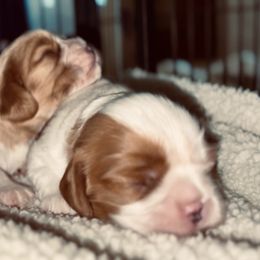 Cavalier King Charles Spaniel Puppies from Nococavaliers