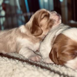 Cavalier King Charles Spaniel Puppies from Nococavaliers