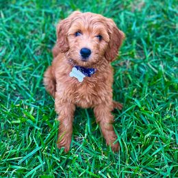 Aussiedoodle and Goldendoodle Puppies from Illinois Countryside Doodles