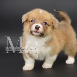 Indigo (Female 1) Tail - Sable female Pembroke Welsh Corgi puppy in Straughn, Alabama from Magnolia Creek Corgis