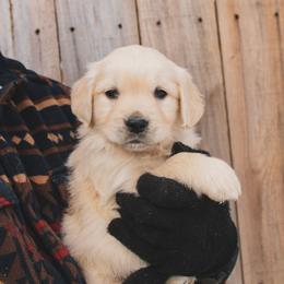 Elsa - Light golden female Golden Retriever puppy in Mason, Michigan from Sweet Breeze Acres