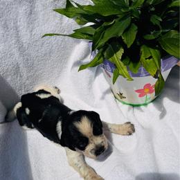 Dark green collar boy - Black and white male English Springer Spaniel puppy in Collins, Georgia from English Springer Spaniels at Lands Lodge
