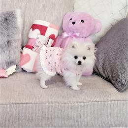Pomeranian Puppies from Cream Puffs Pomeranians