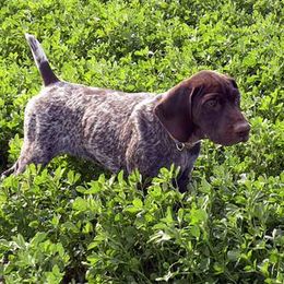 German Shorthaired Pointers from VJK-MYST Kennels