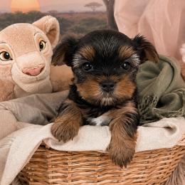 Kiera - Black and tan female Yorkshire Terrier puppy in West Fargo, North Dakota from A Yorkie Tale
